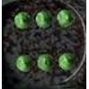 Speckled D6 12mm (36 Dice) Earth?