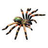 Tarantula Spider