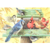 Birds